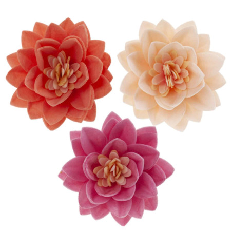 15 fiori di loto nel matzo