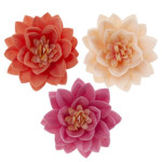 15 fiori di loto nel matzo
