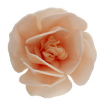 decorazione-fiore-di-magnolia-in-torta-matzo