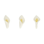 arum-zuccherato