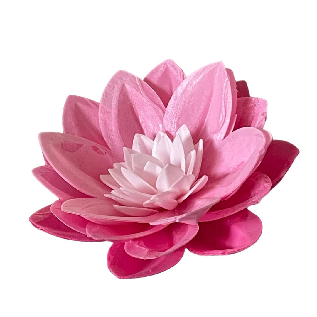 ninfea rosa