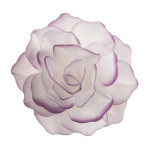 Fiore di ostia bianca con contorno viola