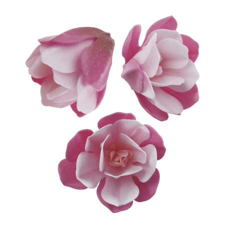 6 magnolie rosa in carta da forno