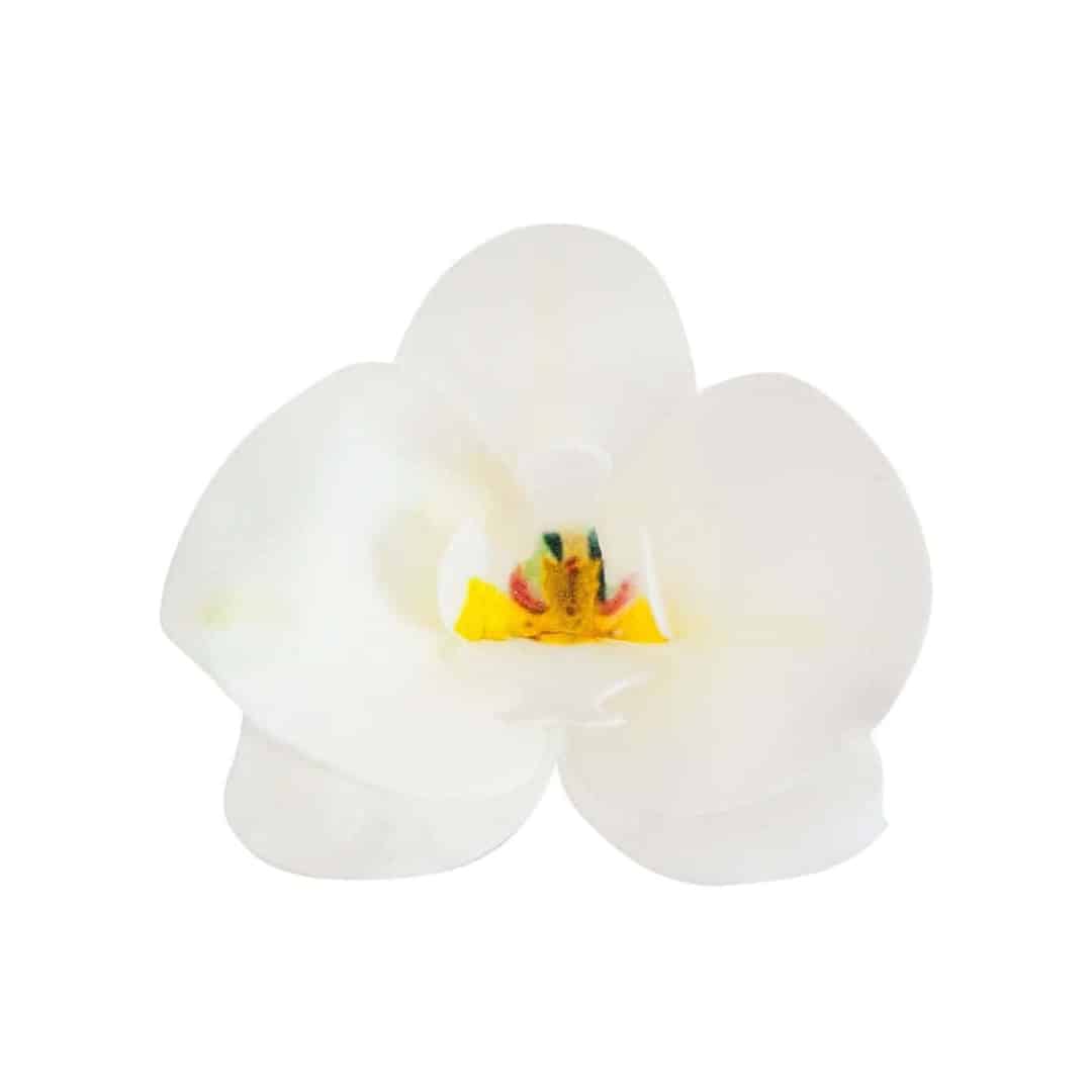 10-orchidee-in-azyme-bianco