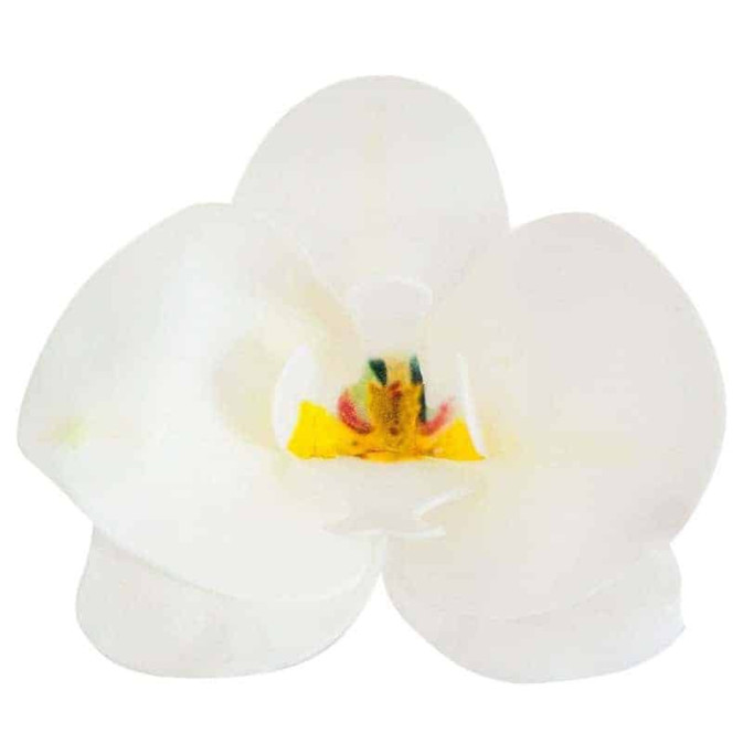 10-orchidee-in-azyme-bianco